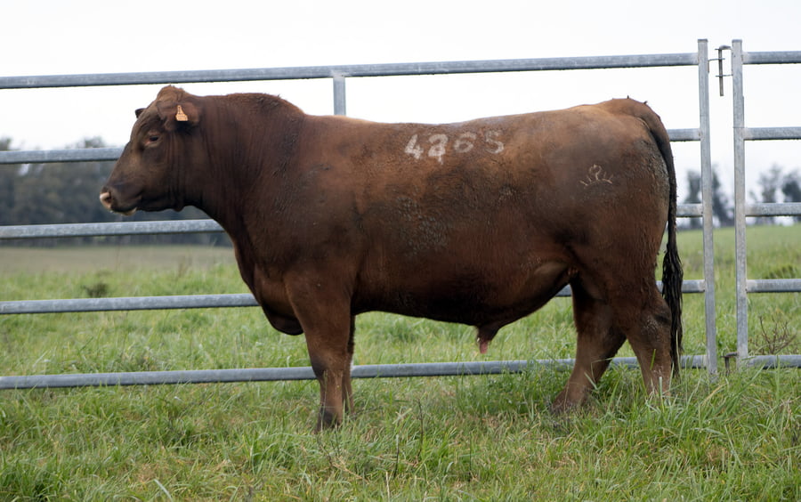 Lote ABERDEEN ANGUS SA - Angus COLORADOS