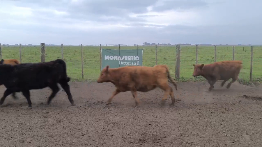 Lote 24 Terneras en Olavarria