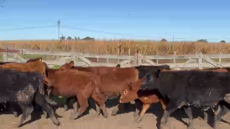 Lote 55 Terneros/as en Cañuelas, Buenos Aires