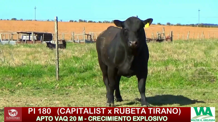 Lote Toros a remate en ANGUS EL REBENQUE, Florida