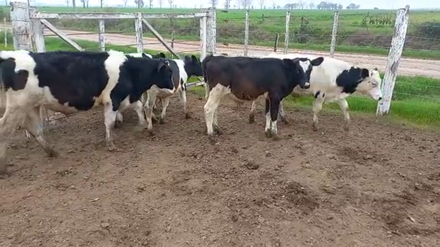 Lote 8 NOVILLITOS HOLANDO ARGENTINO EN PORTEÑA, CÓRDOBA