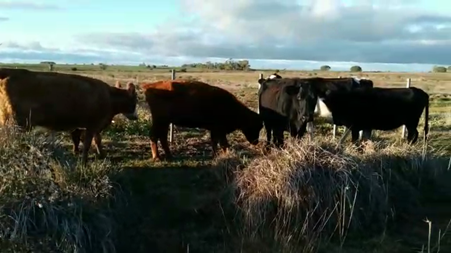 Lote 4 VACAS DE INVERNADA