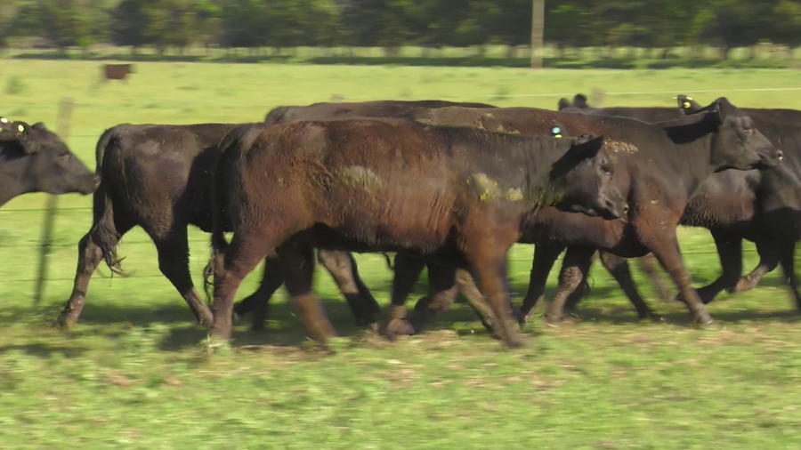 Lote 15 Vaquillonas P/ entorar en Lincoln, Buenos Aires