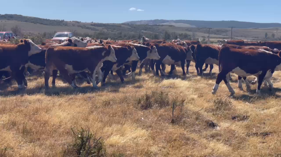 Lote 40 Novillo Gordo en XI Región Aysén, Coyhaique