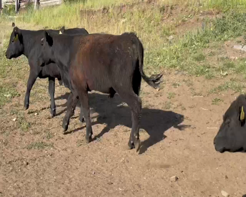 Lote 65 Novillo Engorda en Coyhaique, XI Región Aysén