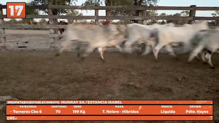 Lote LOTE 17