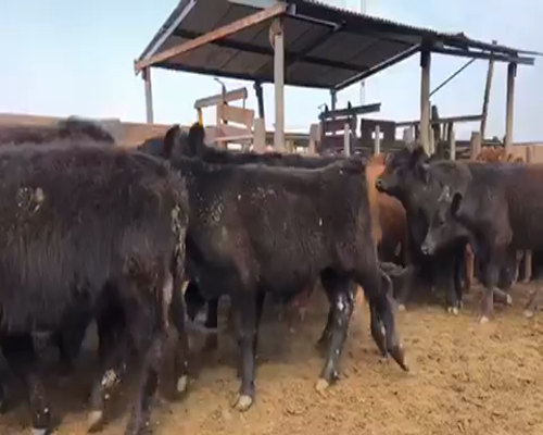 Lote 55 Terneros en Santa Rosa, La Pampa