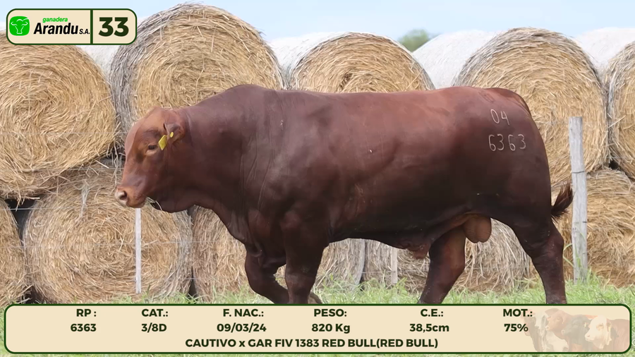 Lote LOTE 33