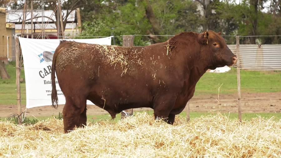 Lote TOROS PUROS CONTROLADOS