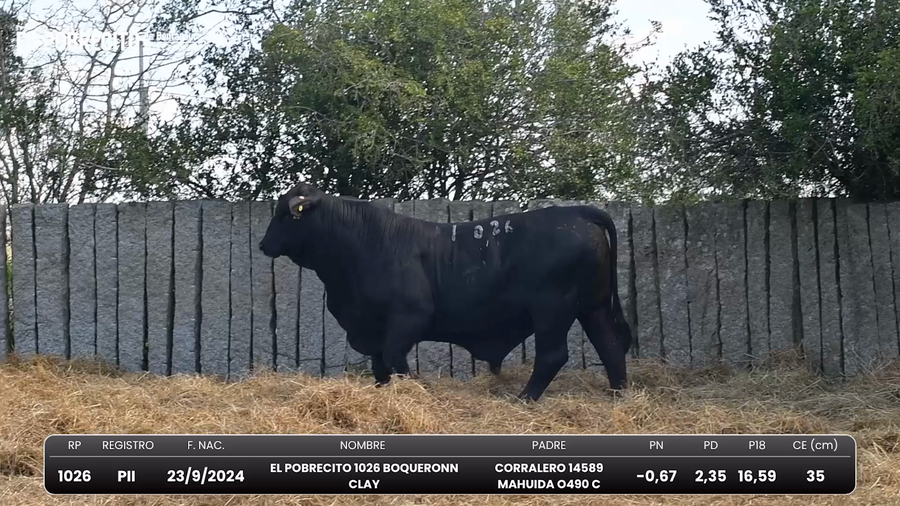 Lote Toros Brangus