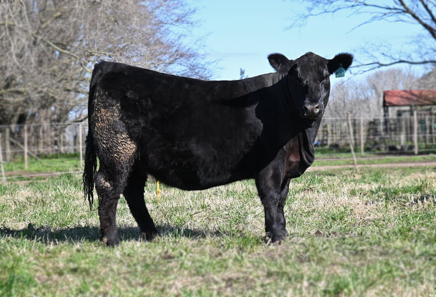 Lote VAQUILLONA PURA DE PEDIGREE