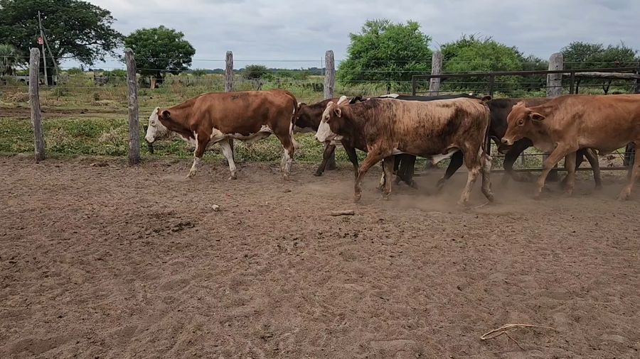 Lote 55 Novillitos en San Luis del Palmar, Corrientes