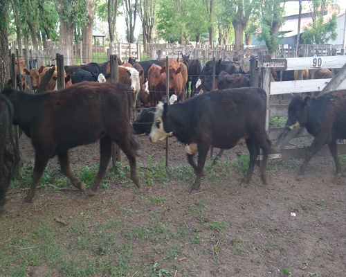 Lote 25 Vaquillonas en Gral. Lamadrid, Buenos Aires