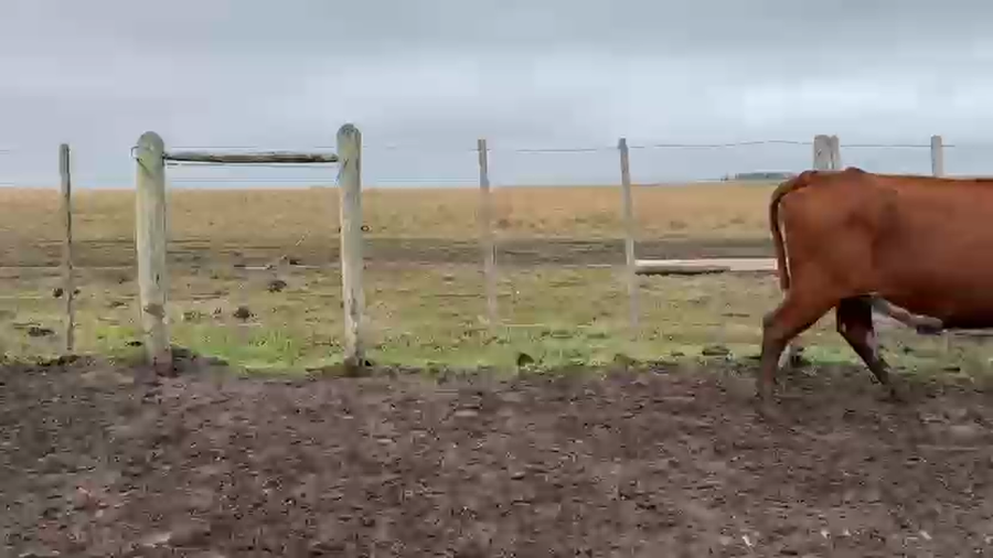Lote 85 Vacas CUT preñadas