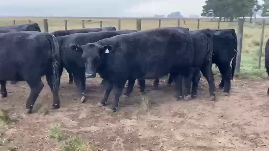 Lote 9 Vaquillonas -  Cabaña La Escondida de Carolina Garciarena