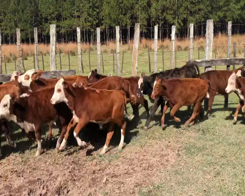 Lote 30 Terneros en Ituzaingó, Corrientes