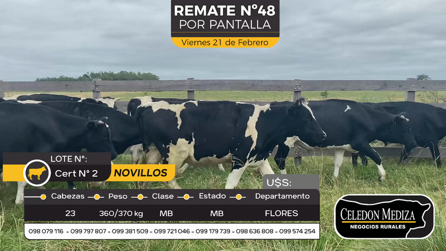 Lote 23 Novillos en Otra Localidad, Flores