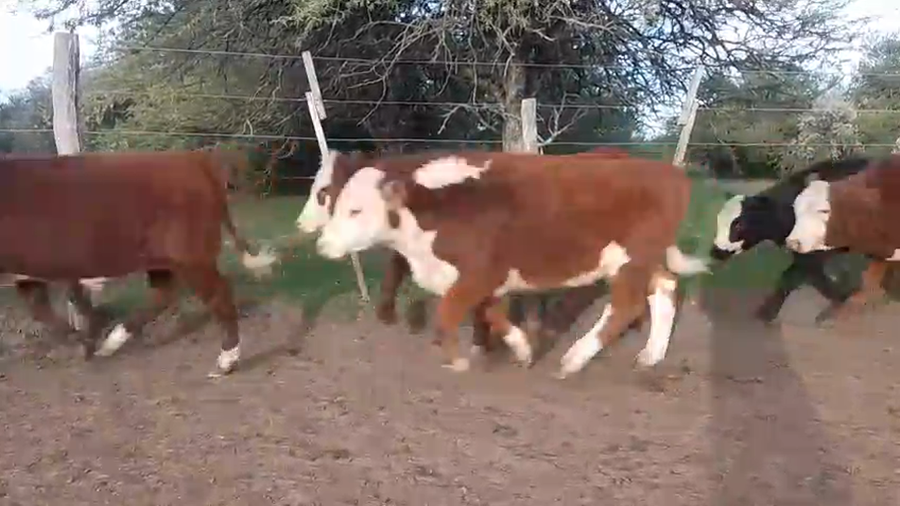 Lote 304 Terneros