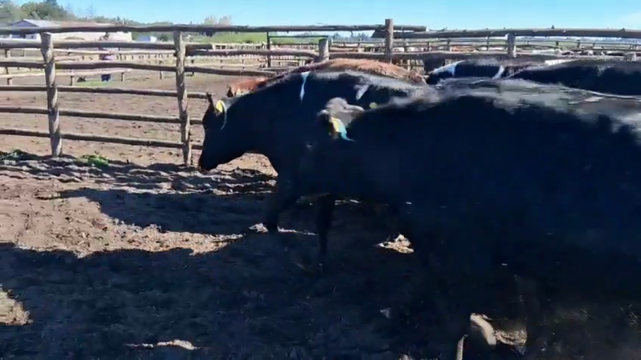 Lote 20 Vaquilla Gorda en Cabrero, VIII Región Biobío
