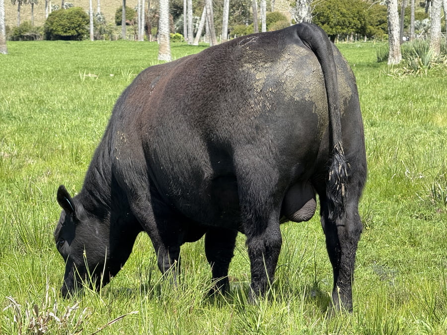 Lote Toros a remate en 4º Remate Don Nestor, Rocha