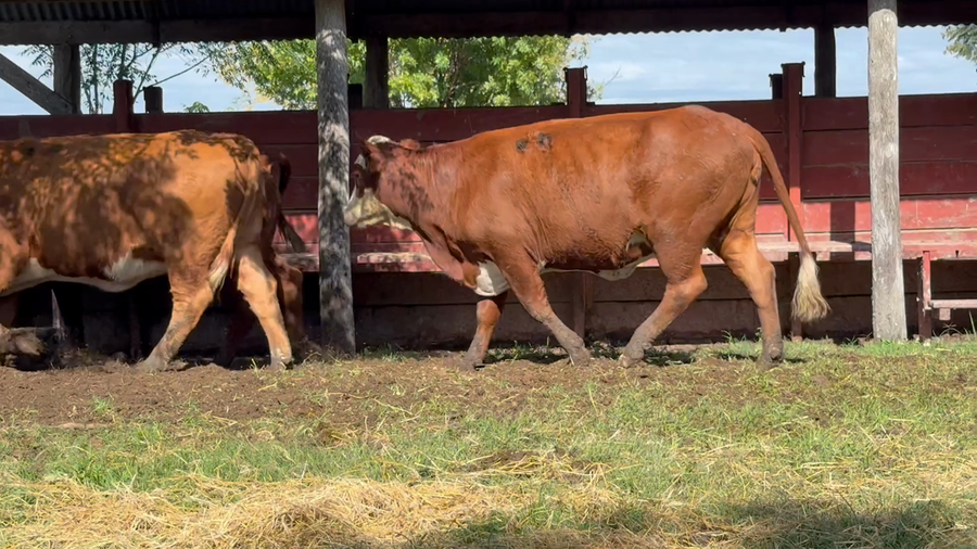 Lote 30 Vaquillonas preñadas