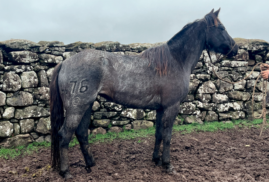 Lote FIGURITA GAITERA