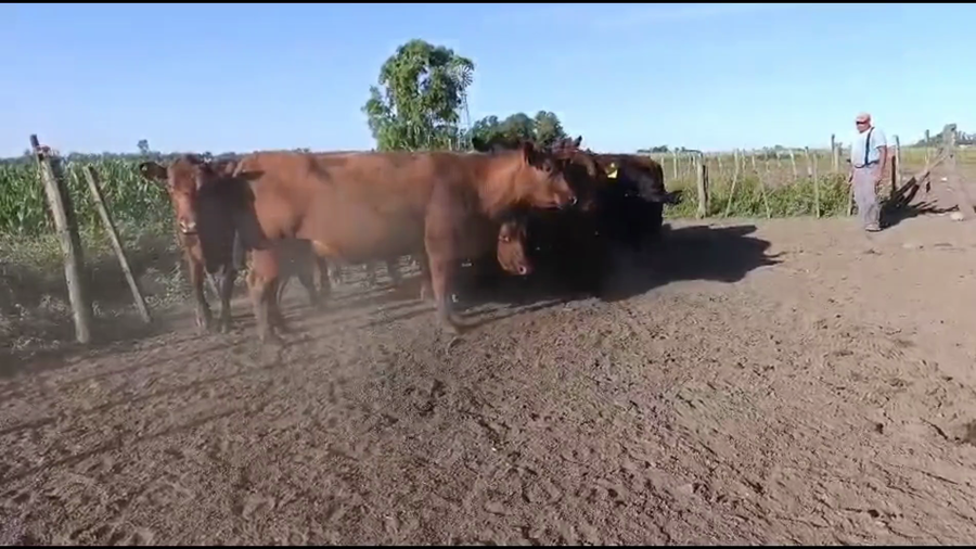 Lote 13 Vacas nuevas y medio uso C/ gtia de preñez