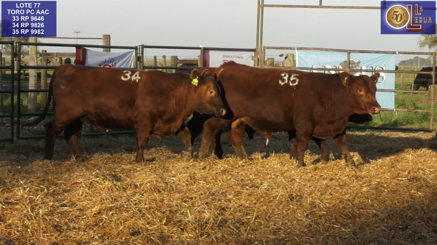 Lote TOROS ANGUS COLORADOS PC