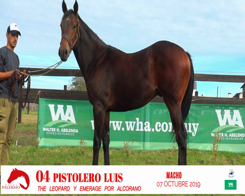 Lote PISTOLERO LUIS