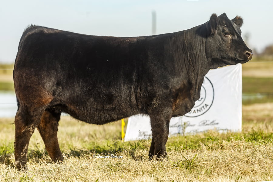 Lote Vaquillonas y Terneras La Juanita