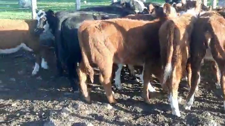 Lote 11 Terneras