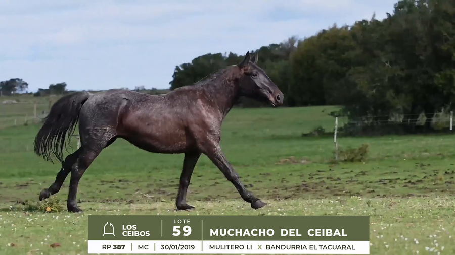 Lote MUCHACHO DEL CEIBAL