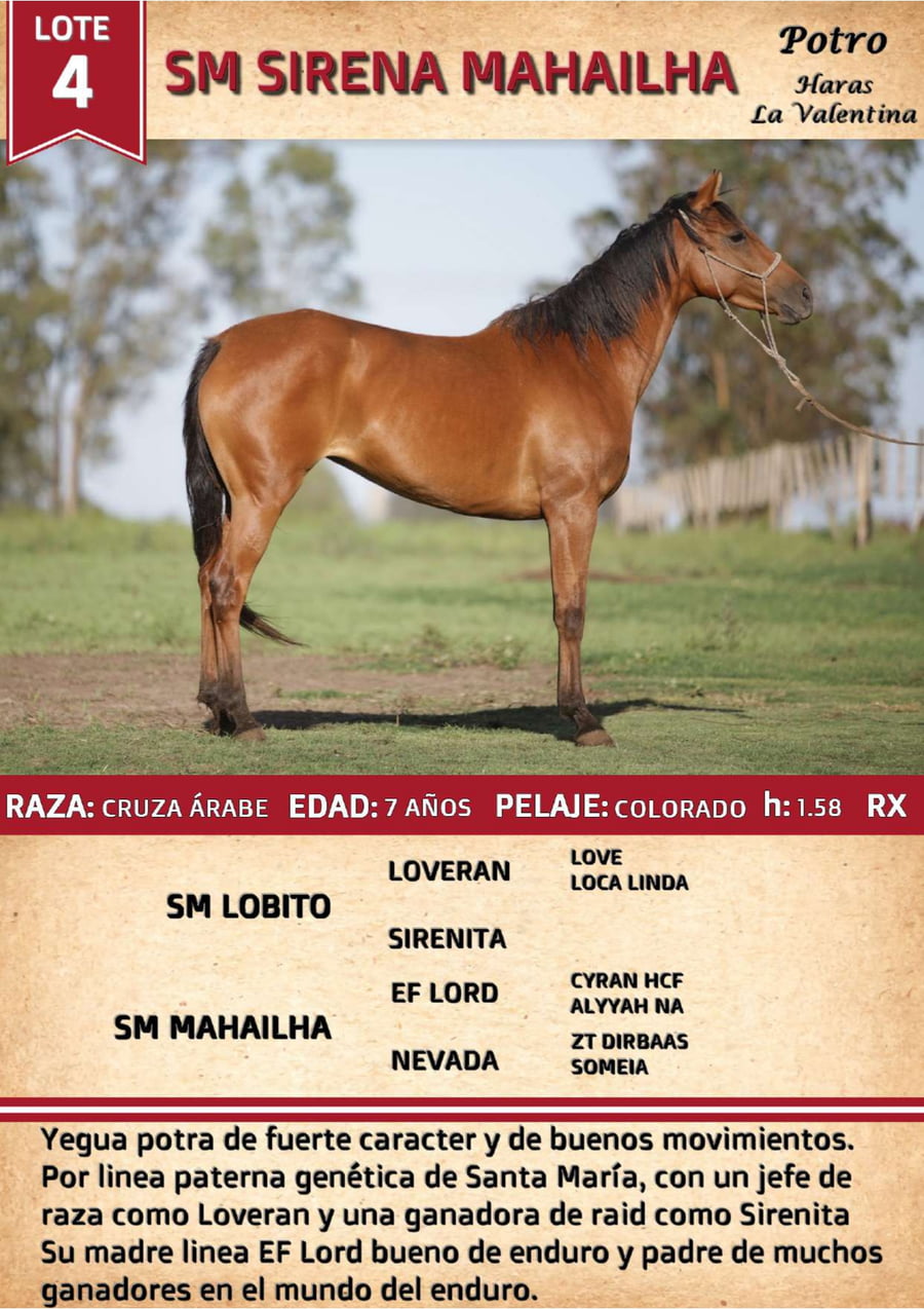 Lote SM SIRENA MAHAILHA
