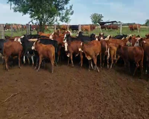 Lote 150 Terneros/as en Empedrado, Corrientes
