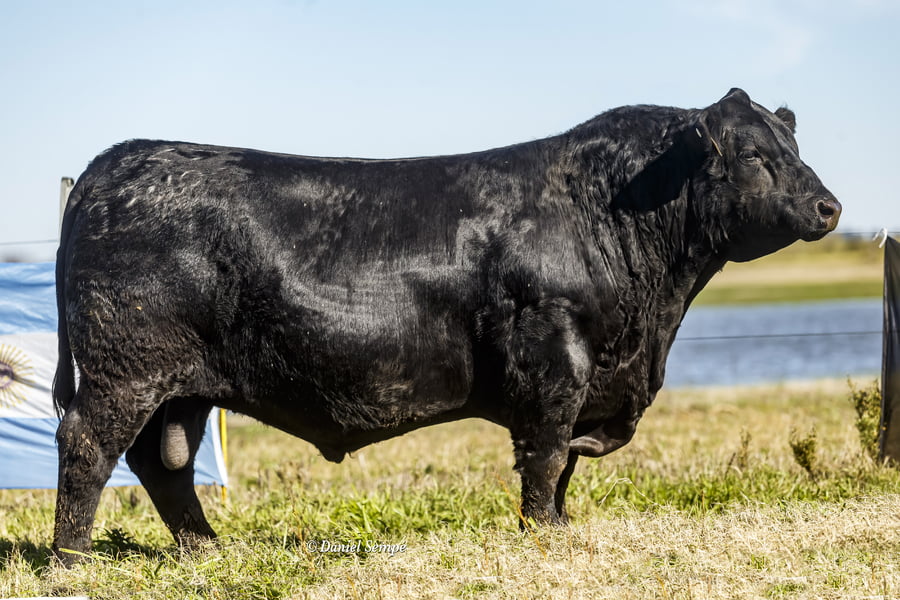 Lote Selección de Toros Surangus
