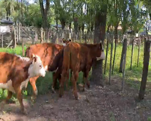 Lote 3 Vaquillonas en Gral. Lamadrid, Buenos Aires