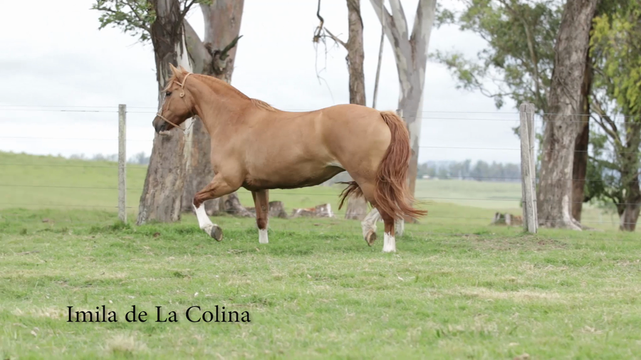 Lote IMILA DE LA COLINA R.P 177