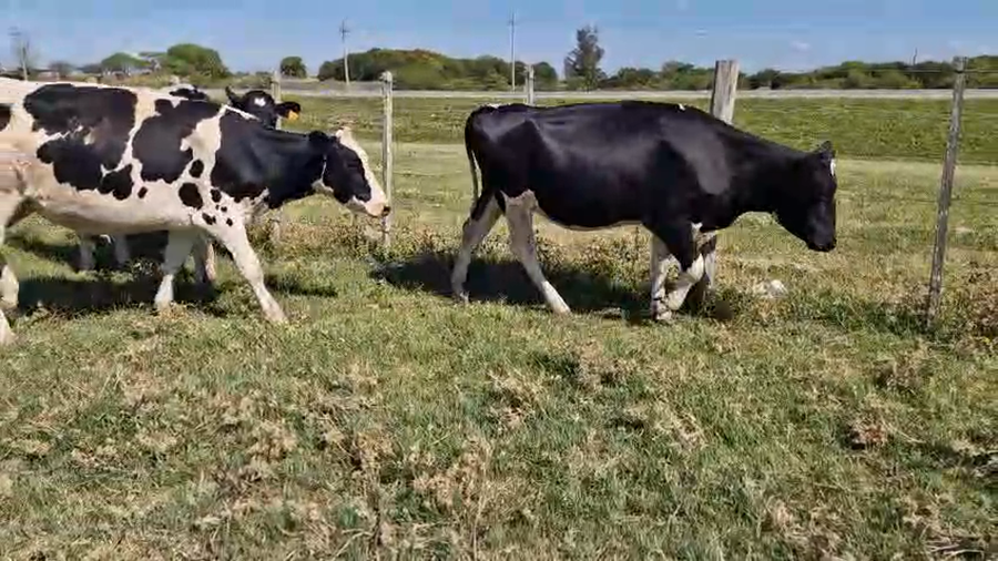 Lote 6 Vaquillonas  450kg - , San José