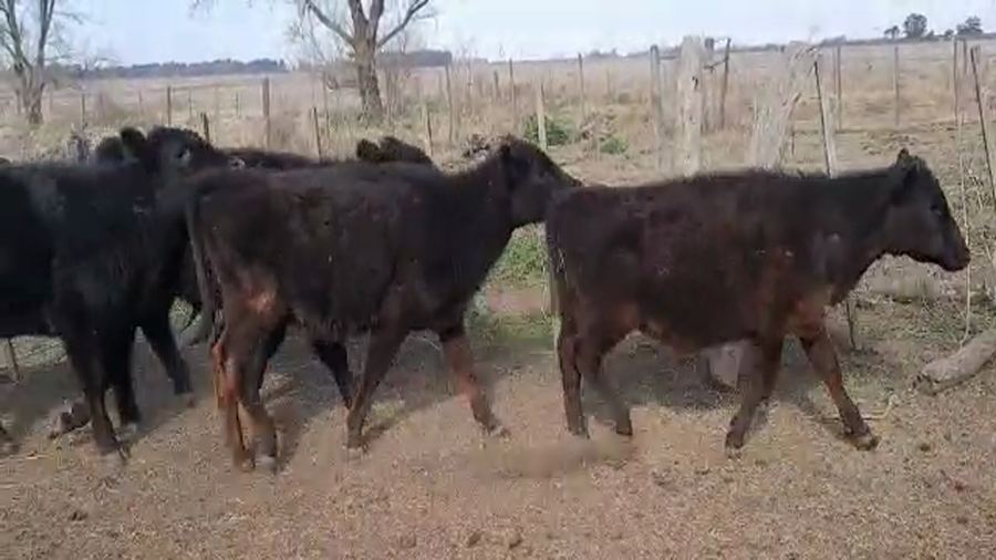 Lote 45 Terneros/as en Pellegrini, Buenos Aires