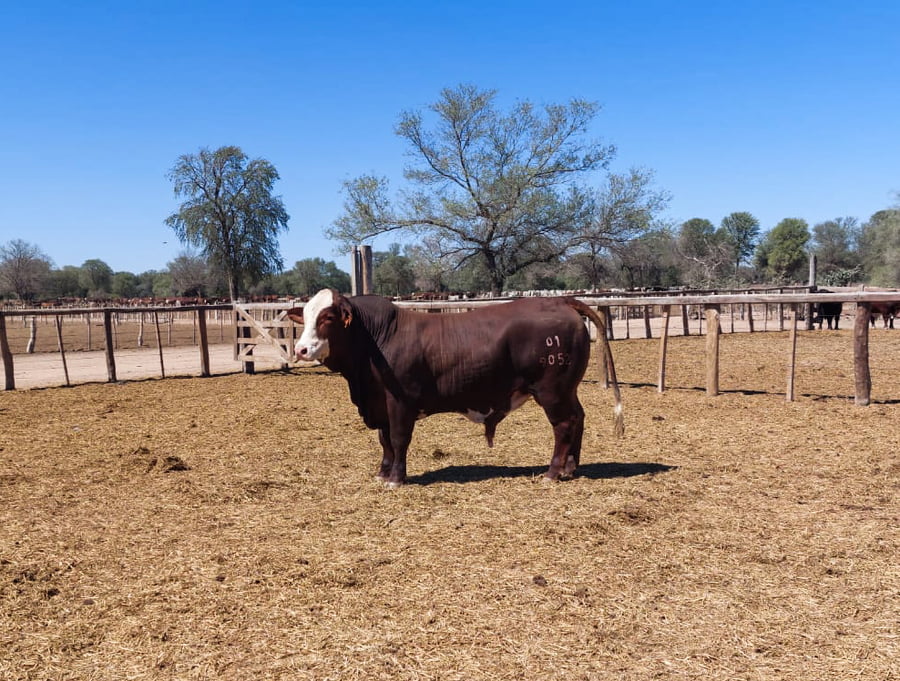 Lote LOTE 59