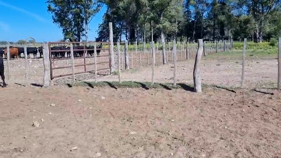 Lote 85 Novillitos EN UNANUE (LA PPA)