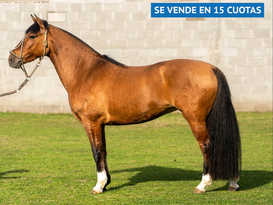 Lote ZANJERO FAMOSA