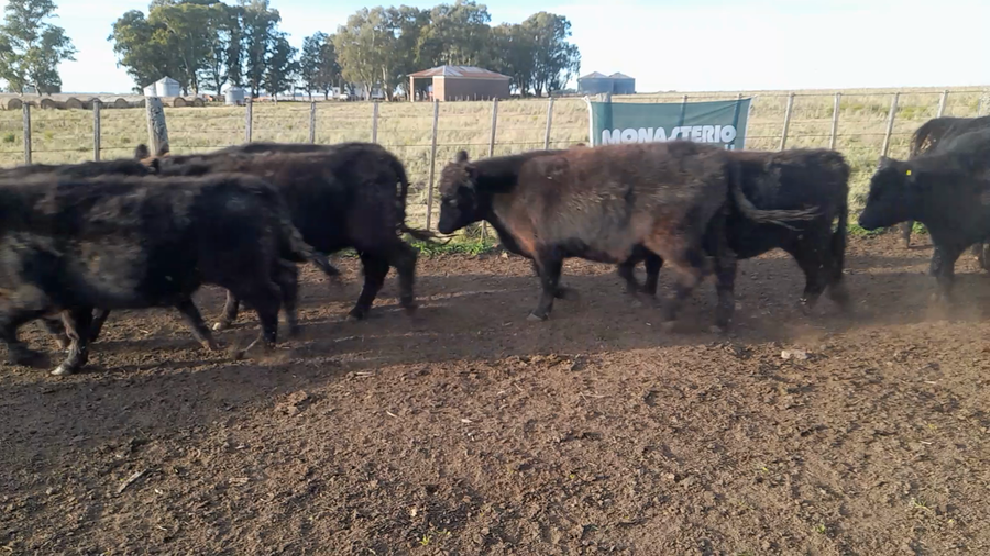 Lote 40 Terneros/as en Buenos Aires, Laprida