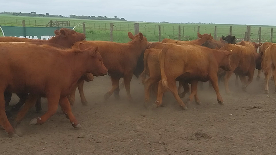 Lote 60 Terneros/as en Huanguelen