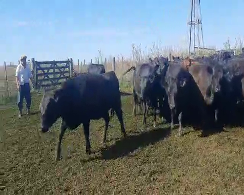 Lote ACEVEDO ALEJANDRO