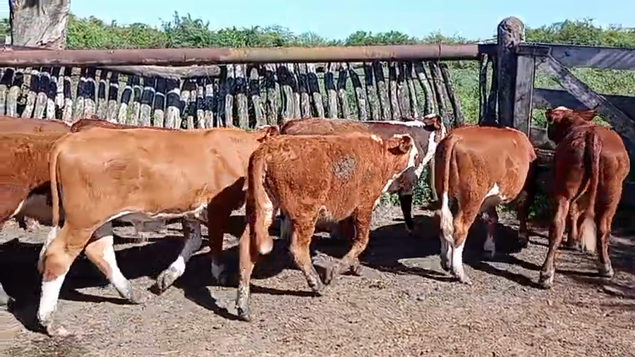 Lote 22 Terneros/as