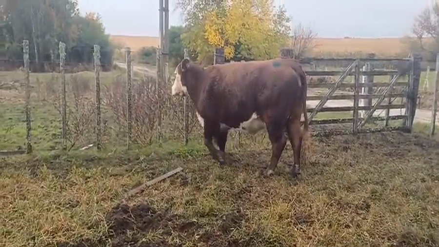Lote (Vendido)Vaca Polled Hereford a remate en #45 Pantalla Carmelo  550kg -  en Nueva Helvecia