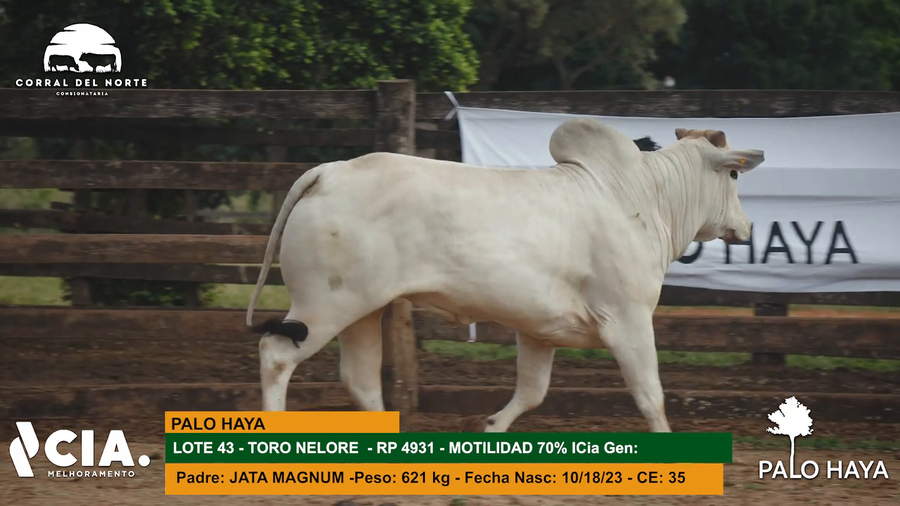 Lote 