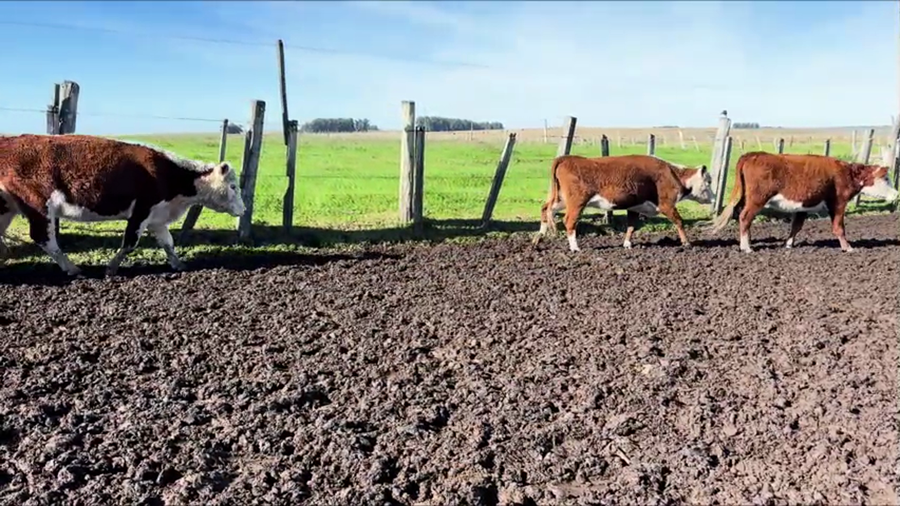 Lote VACAS DE INVERNADA