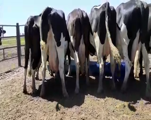 Lote Bossarelli Hermanos